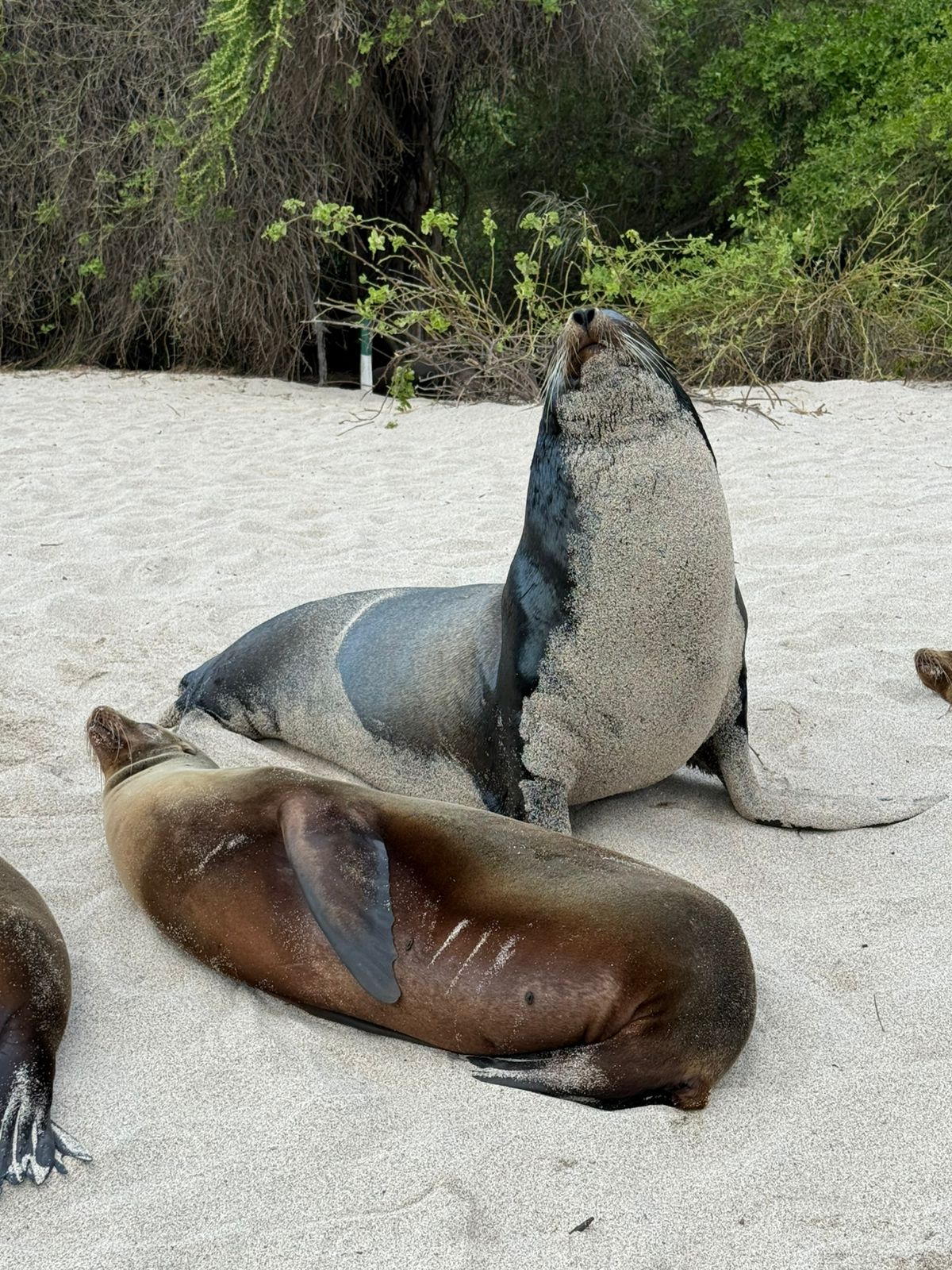 Foto de GALAPAGOS - WhatsApp Image 2025-09-09 at 10.45.34 AM (1).jpeg